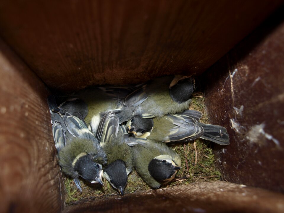Young great tits spring nest box