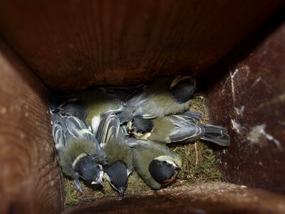 Young great tits spring nest box photo