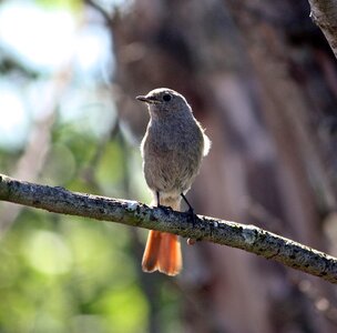 The redstart nature sweden