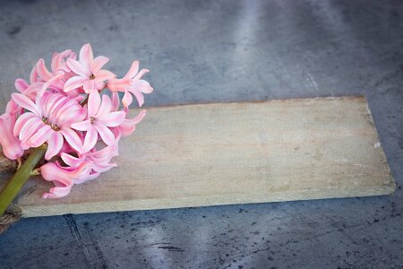 Pink flower spring flower pink hyacinth