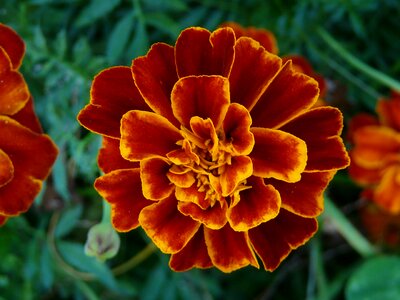 Color rusty brown