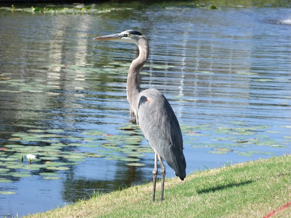 Nature birds animals