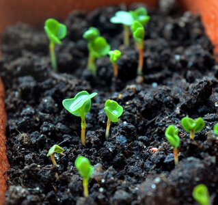 Green leaves why vegetable garden