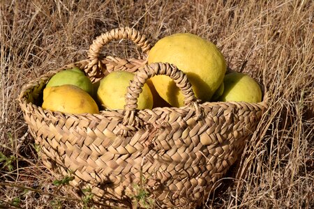 Harvest lemon harvest yellow