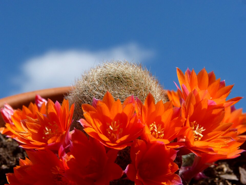 Sky cactus orange flower