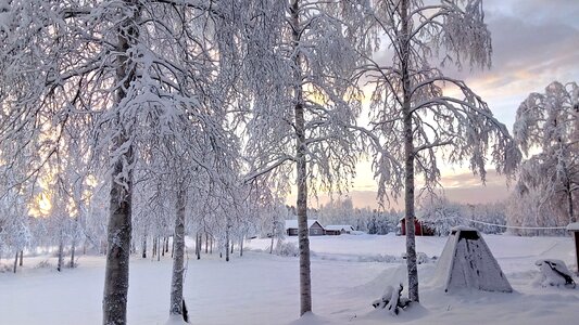 Cold nature snowy
