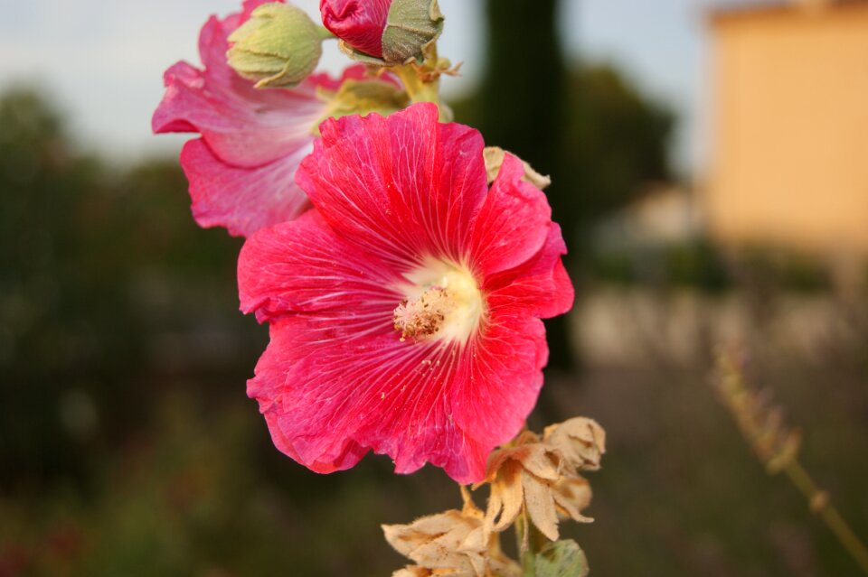 Color pink summer flowers pink flower
