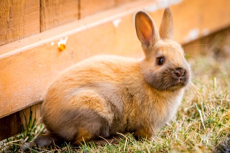 Easter bunny grass rabbit photo