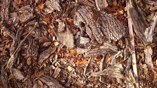 Autumn fall woods