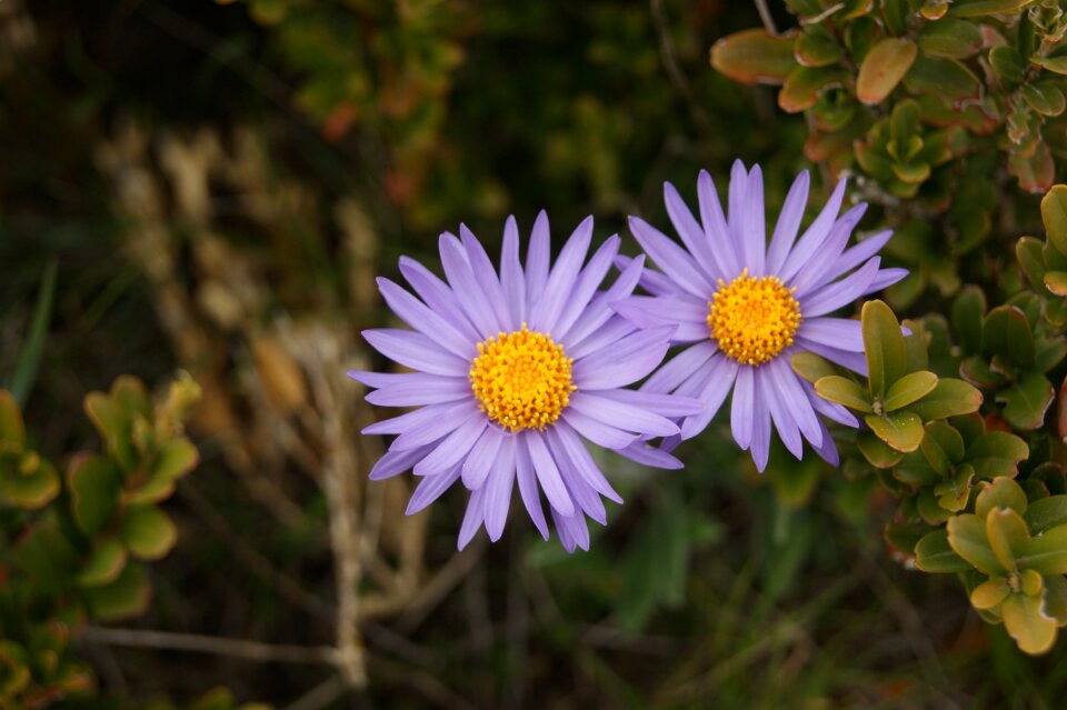 Nature wild flower spring
