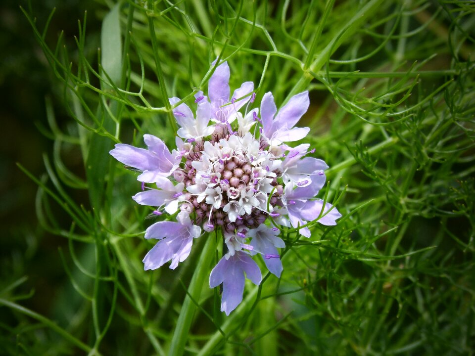 Detail beauty purple