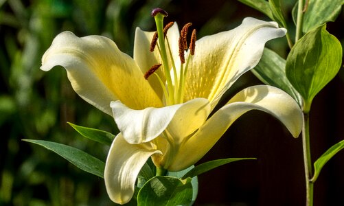 White garden plant photo