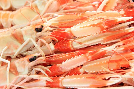 Seafood shrimps harbour photo