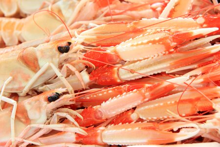 Seafood shrimps harbour