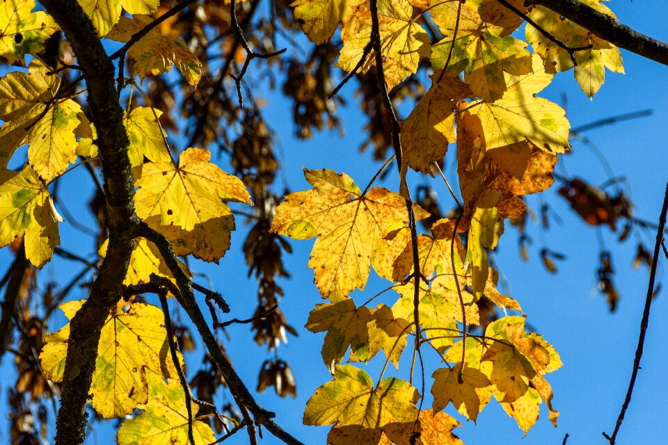 Leaves true leaves tree photo