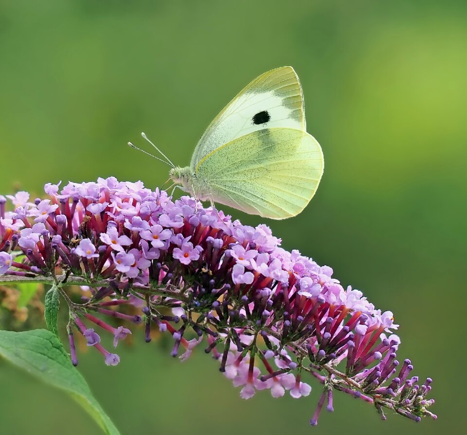 Butterfly insect blossom