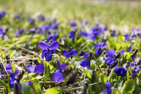 Purple nature spring photo