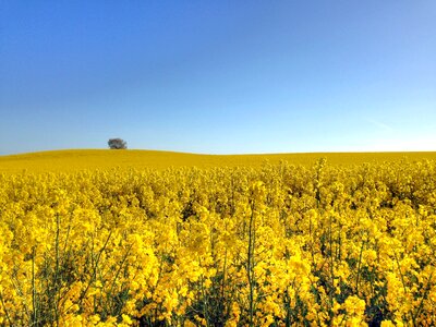 Summer yellow sweden