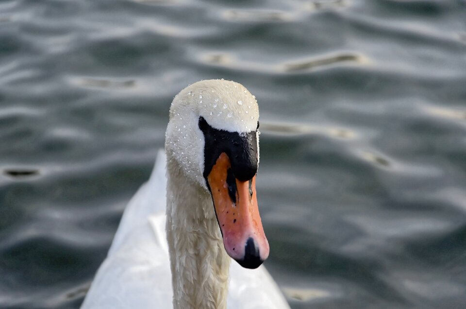 Pond nature animal