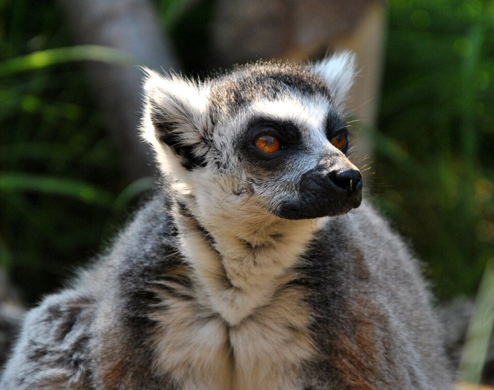 Wildlife nature monkey