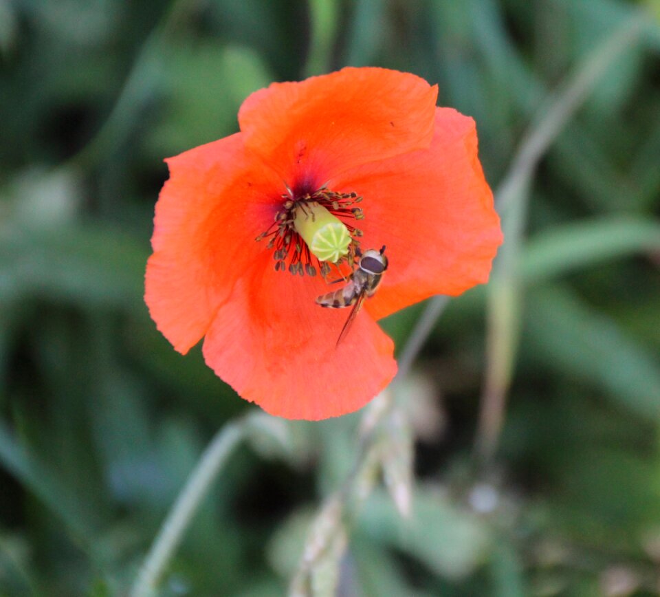 Bloom poppy red poppy