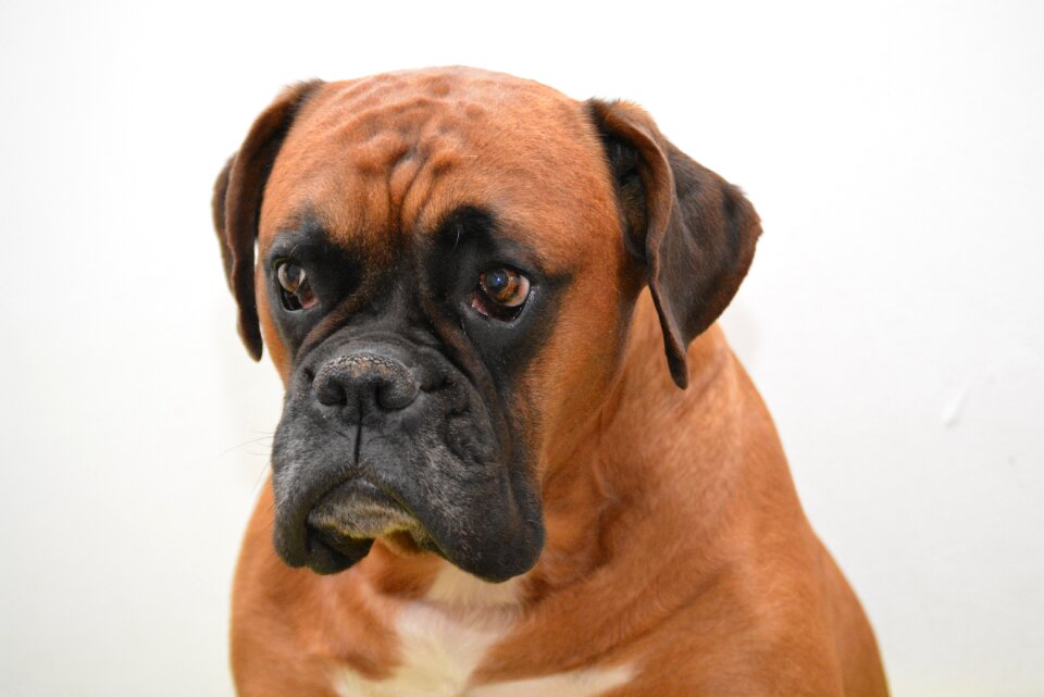 Dog look animal pet
