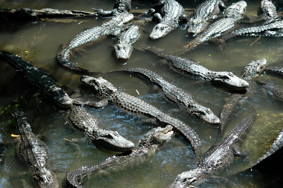 Scary dangerous wildlife