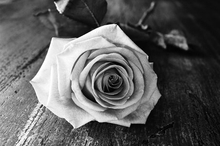 Flower black white