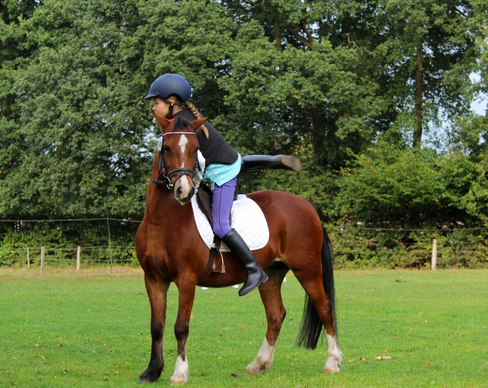 Pony horse little girl