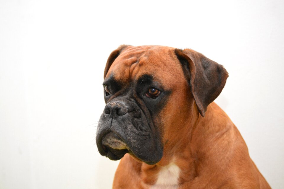 Pet animal portrait