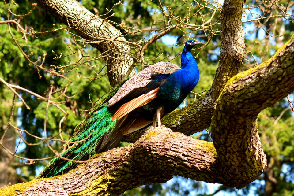 Nature park peafowl