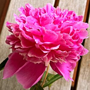 In full bloom dark pink pink