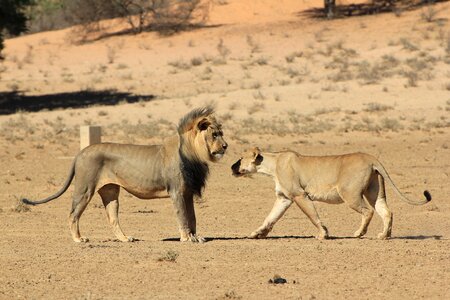 Desert wildlife safari photo