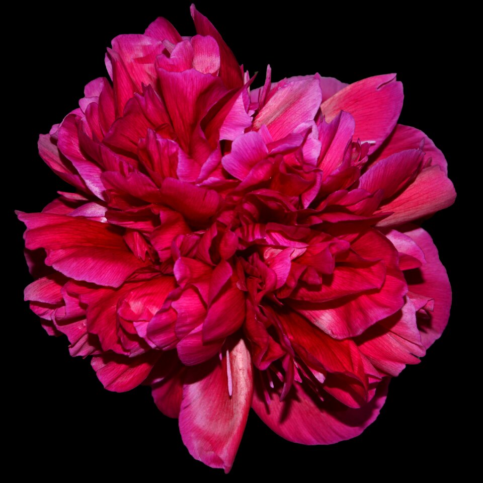 Bloom flower spring