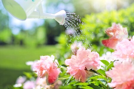 Pink watering can nature photo