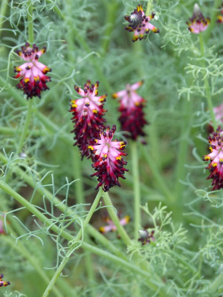 Weeds flowers wild flower