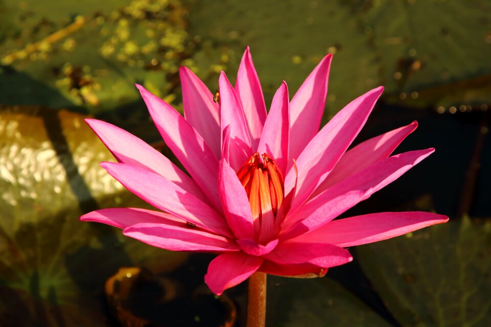 Leaves pond flower