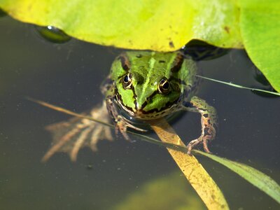 Nuphar pumila leaf biotope water frog