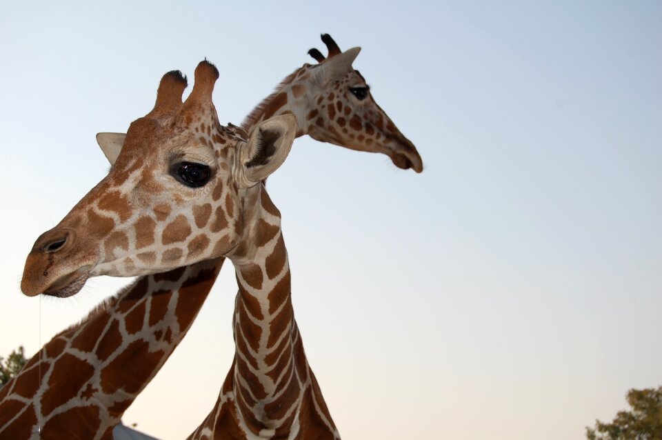 Giraffe wildlife zoo