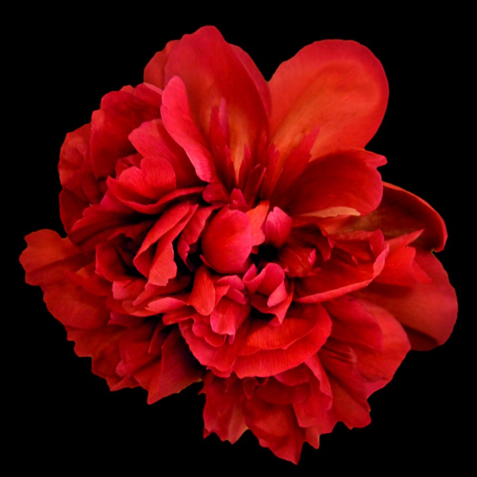 Bloom flower spring