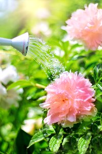 Pink watering can nature photo