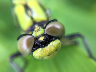 Wildlife insect bug photo