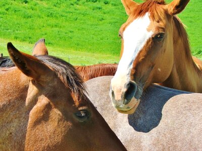 Equine friendship cute photo