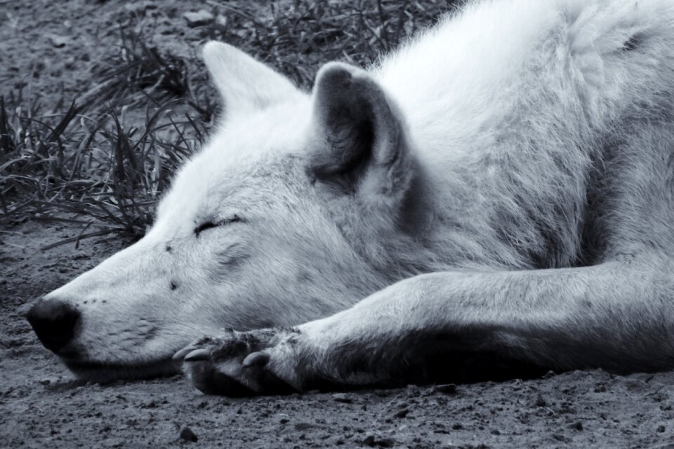 Nostalgic animal wolf