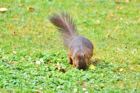 Cute nature cheeky