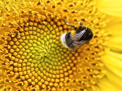 Pollination insect blossom