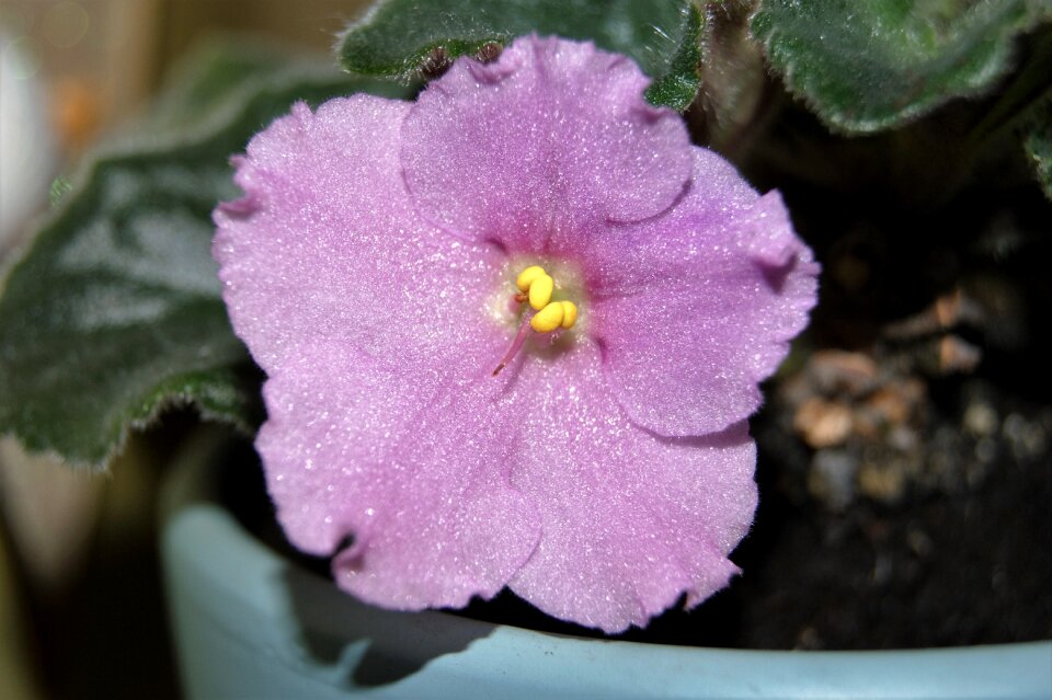 Botany flora nature