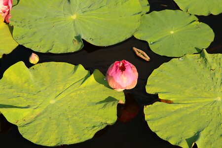 Colorful flower blossom