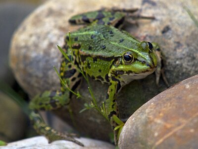 Amphibian close up water frog photo