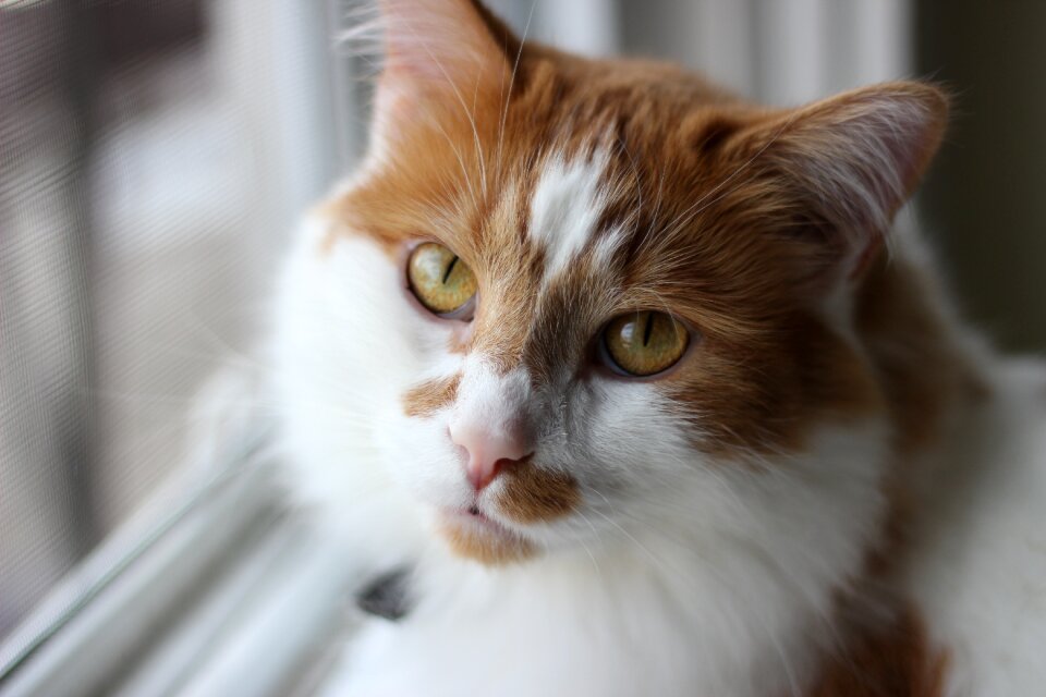 Fart feline cat face